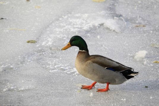鸭的拼音怎么读