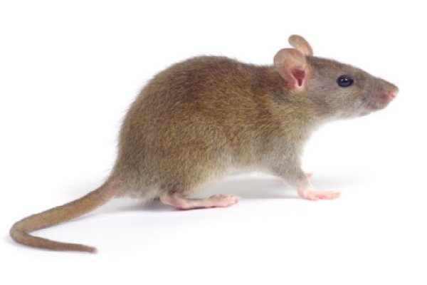 为什么国家不把老鼠给灭绝