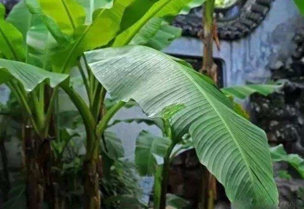 芭蕉不展丁香结，丁香空结雨中愁的意思是什么