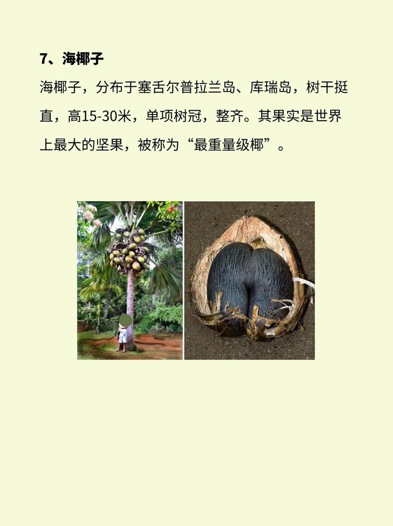 植物界有哪些活化石？