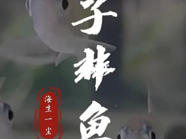 子非鱼什么意思