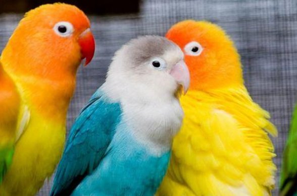 泰国一只宠物鹦鹉“偷吃”了主人21颗钻石，最终这些钻石是如何取出的？