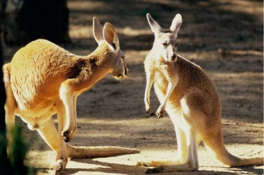 kangaroo是什么意思