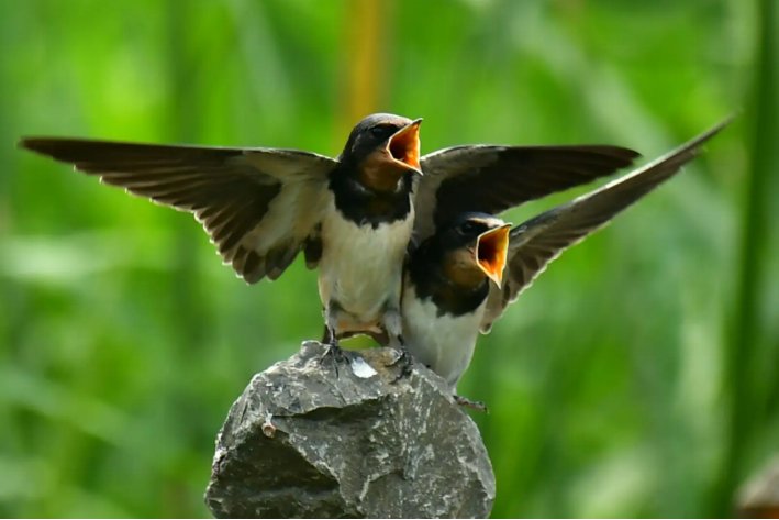 燕子的拼音怎么写?