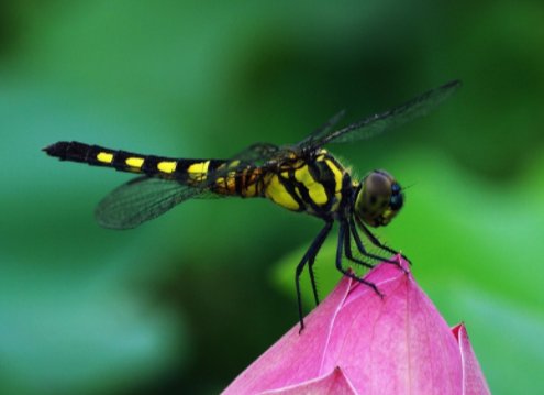蜻蜓的特点是什么？