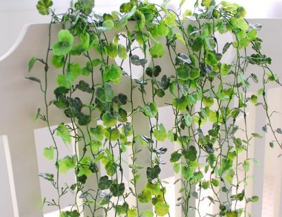 藤蔓读man还是wan?