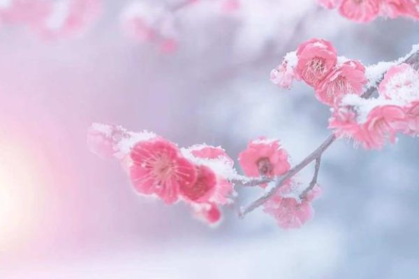 以下哪句古诗描写了小雪时节的景象蚂蚁森林