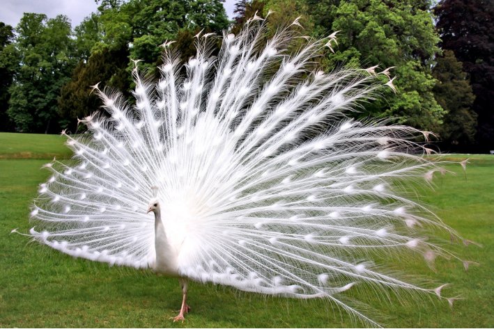 孔雀能飞起来吗