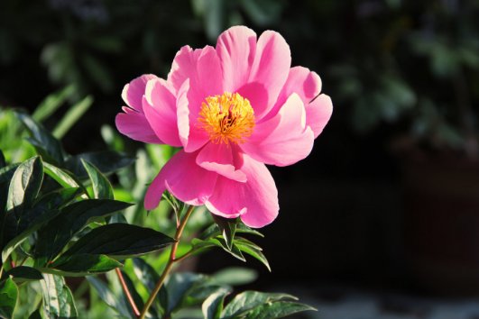 为什么芍药不能养在家里？