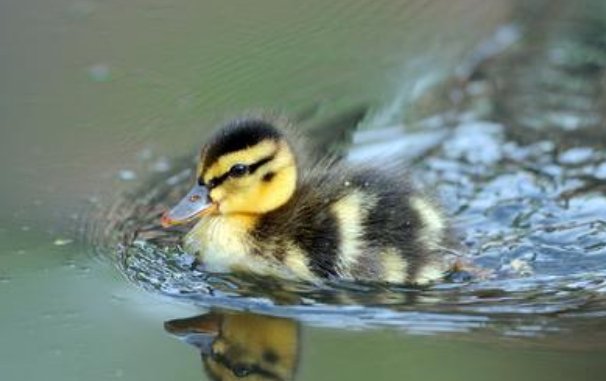 小鸭子在水里游泳扩句，怎么扩？