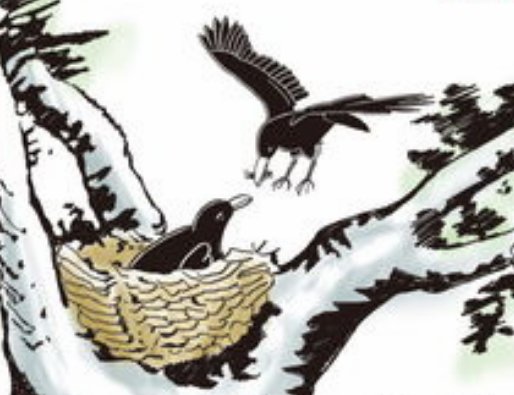 “乌鸦反哺”的意思是什么？