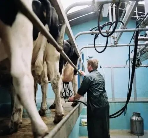 因缺少货车司机取货，英国奶农或将被迫倒掉牛奶，这一现象该如何解决？