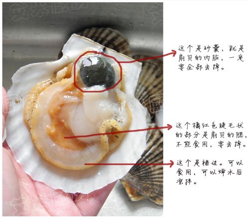 裙边贝哪些部位可以吃、哪些不能吃？（有图）