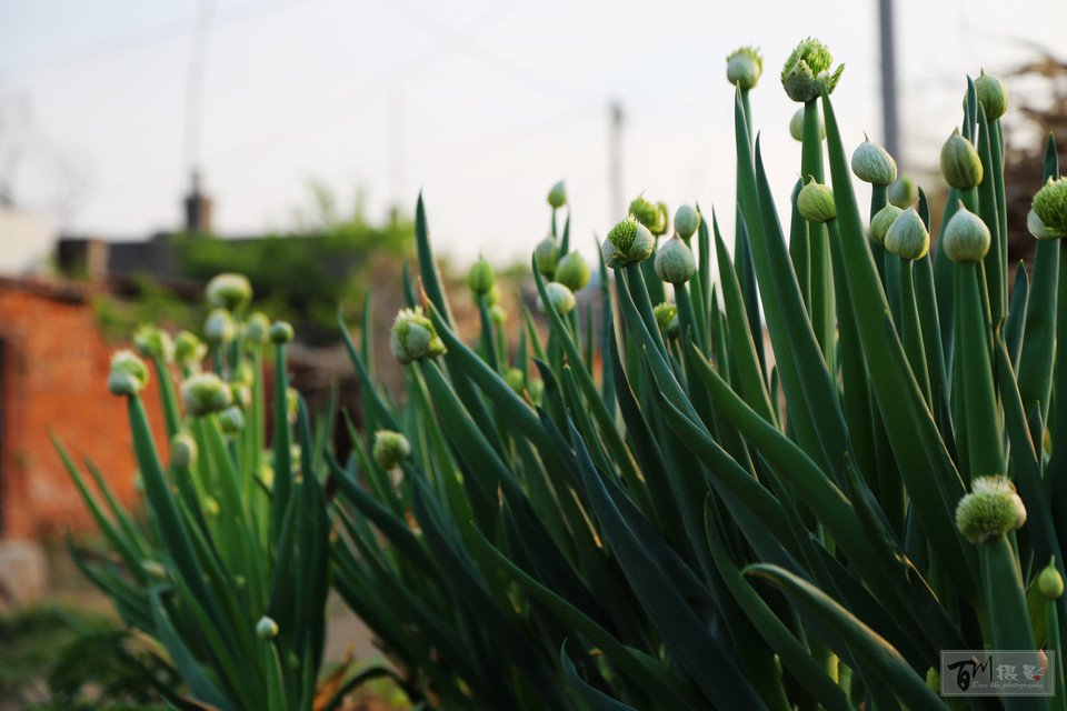 铁岭大葱的介绍