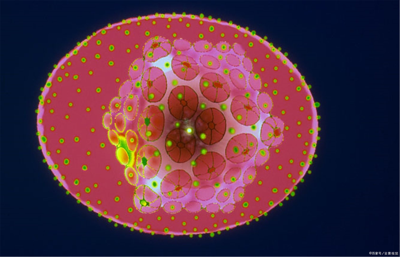 成都双流检测出环境样本阳性，什么是环境样本阳性？