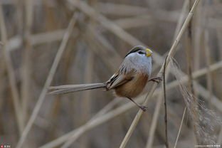 河北武强发现震旦鸦雀,这是一种什么鸟?