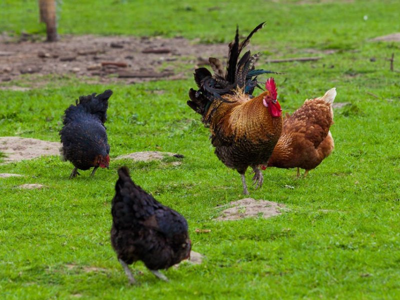 绝处逢生的三大生肖