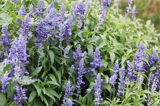 鼠尾草什么寓意