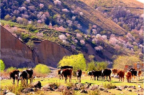 盛夏时候的新疆伊犁风景到底有多美？