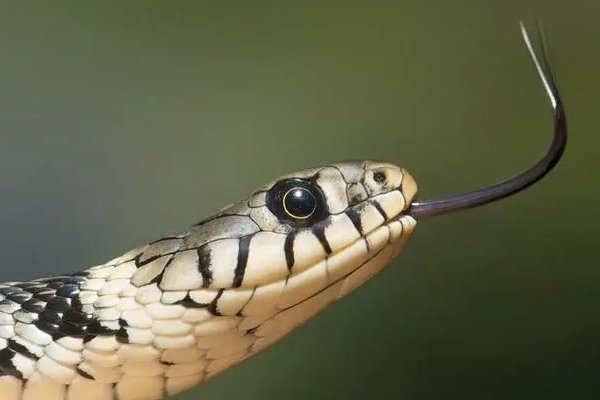 盛延必散打一动物