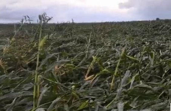台风致吉林玉米大面积倒伏,还能补救吗?