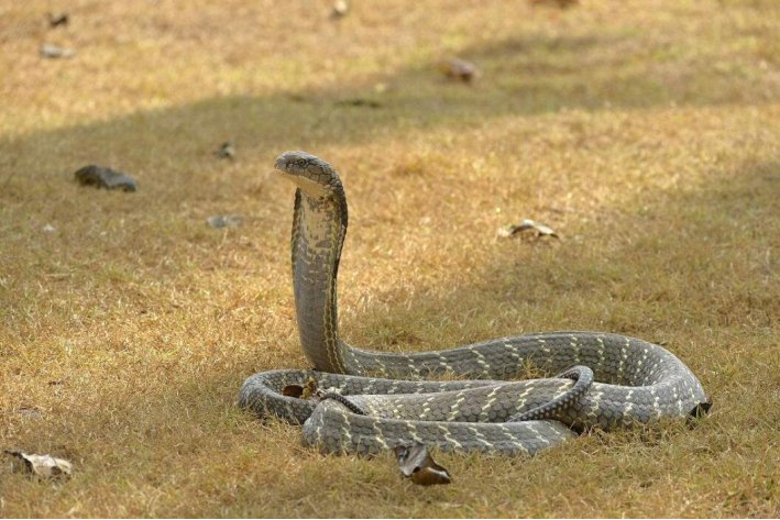 金蝉脱壳是什么生肖?