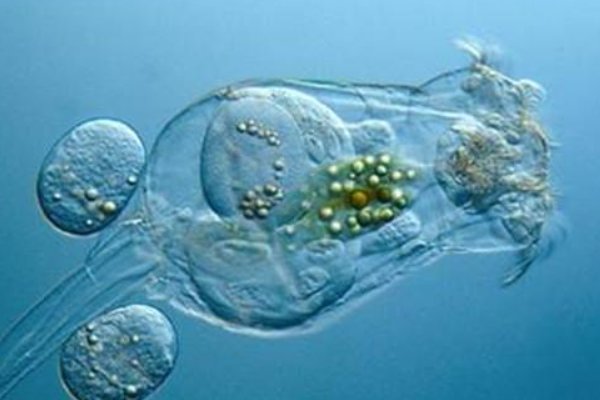 什么动物死不了