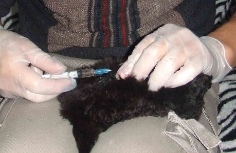 如何自己给小狗打疫苗