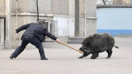 北京石景山一小区野猪出没多方围捕尚未捉到，在野外遇到野猪该怎么办?