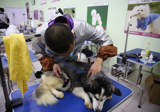 狗狗培训班怎么收费