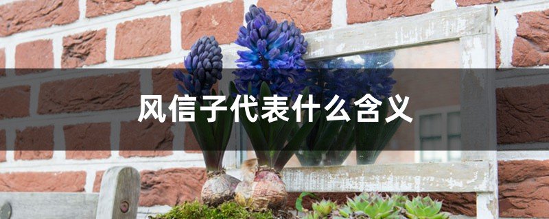 风信子代表或象征什么？