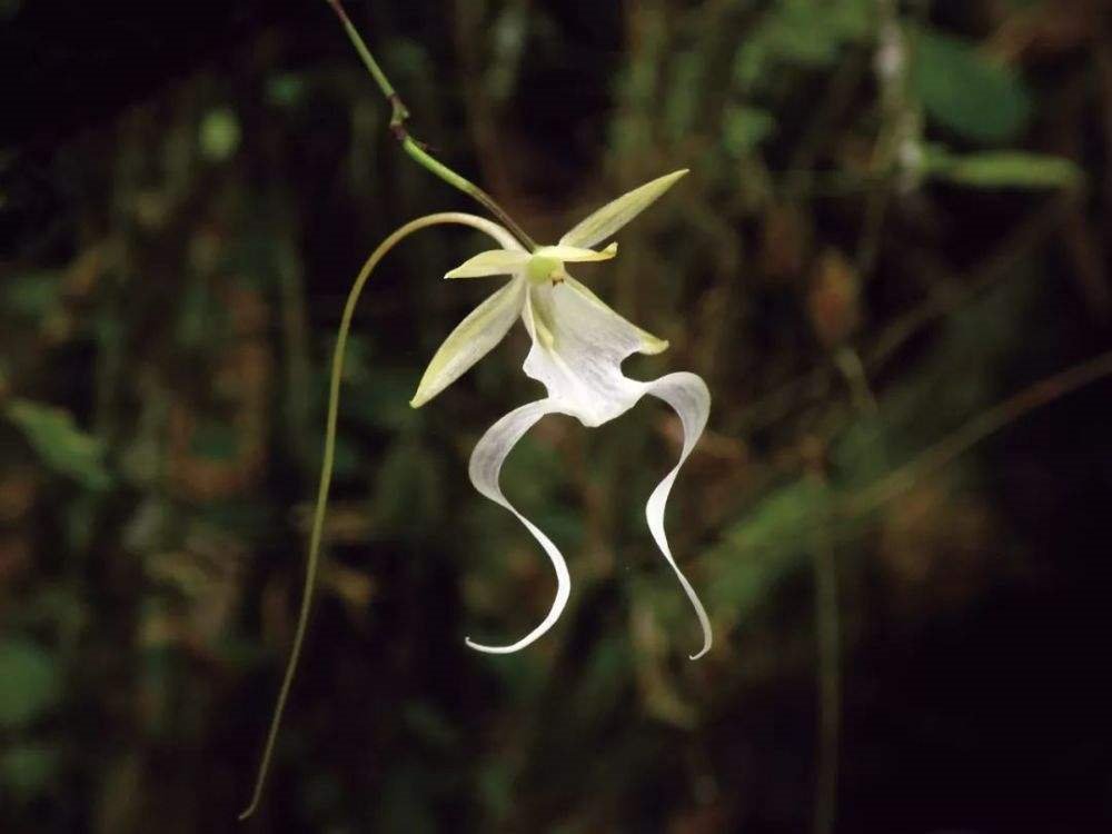 喜马拉雅山帝王花图片？