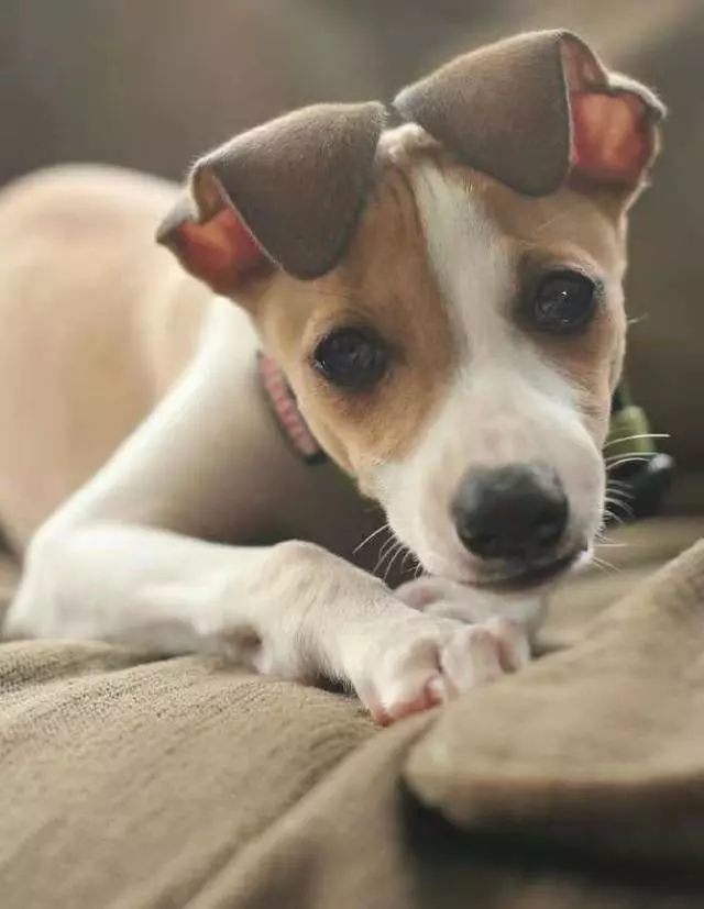 动物有什么象征意义吗？