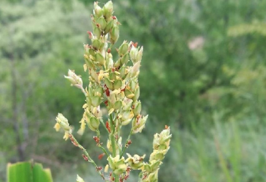 高粱的俗称是什么？