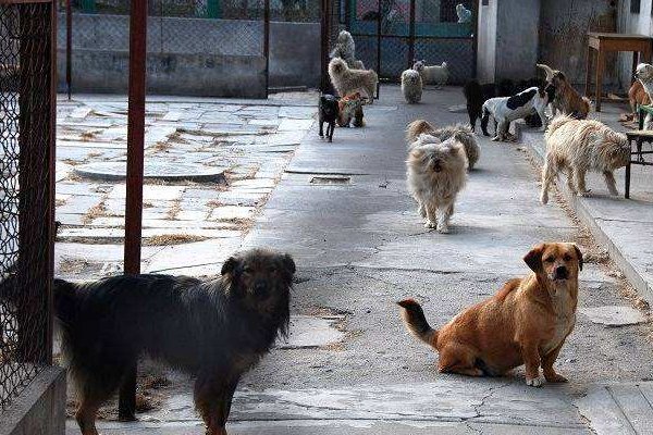 在湖北，遗弃饲养犬最高罚款多少钱？