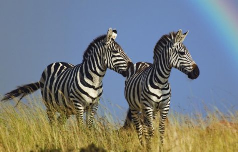 斑马是长黑斑的白马，还是长白斑的黑马