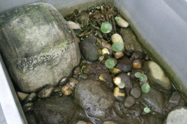 养龟穷三代是真的吗？