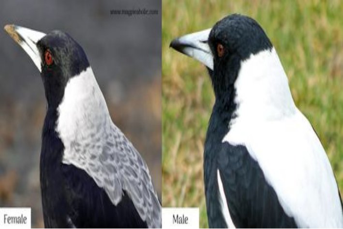 magpie是什么意思