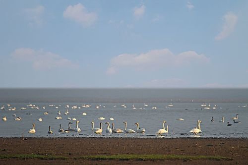 江西鄱阳湖水域面积正在逐步恢复，为什么今年这么旱？明年还会继续旱吗？