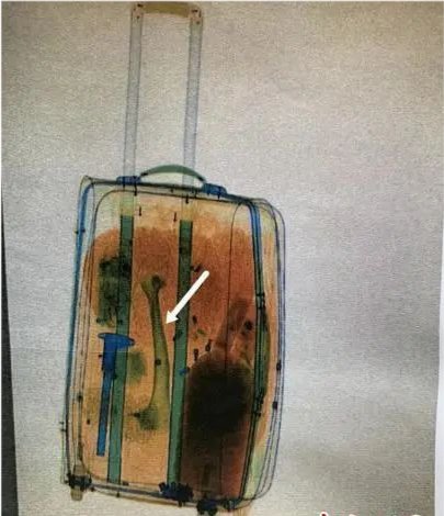 一男子出国务工拾虎骨带回国内,受到了怎样的处罚?
