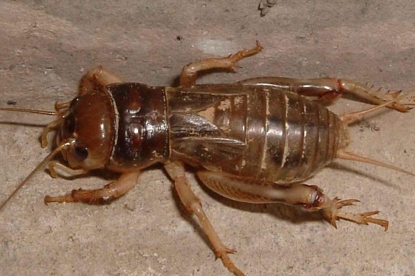 蟋蟀品种有哪些