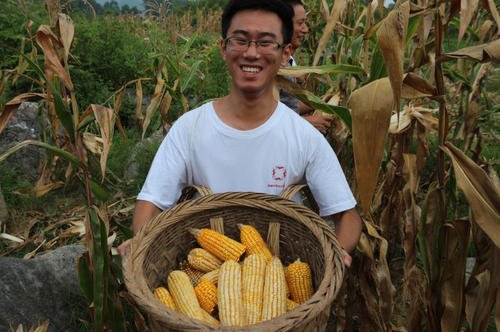 陕西咸阳市委书记到田间抢收玉米，为何不使用农业机械化收割？