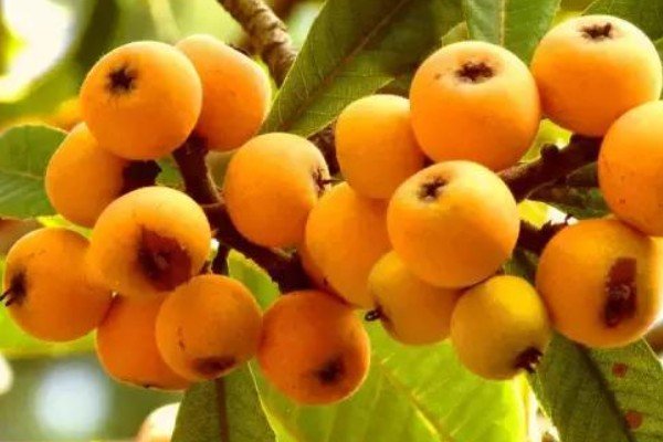 梅子黄时是哪个季节