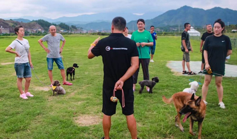 训练狗狗需要多少钱？