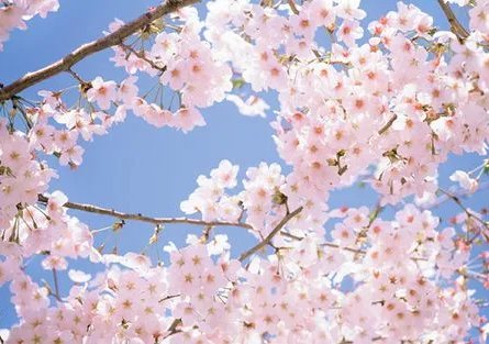 变成黑皮辣妹和朋友做了未增删带翻译樱花