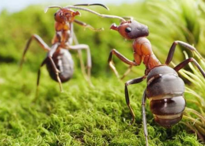 在动物界,有哪种动物拥有一口锋利的牙齿?它们的生活习性是怎样的?