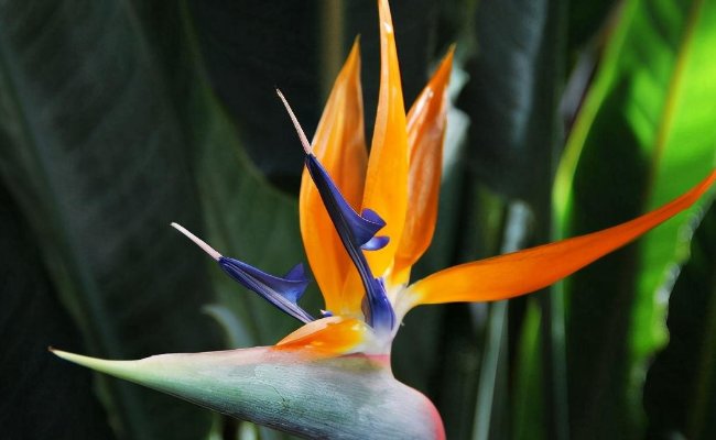 天堂鸟与旅人蕉的区别