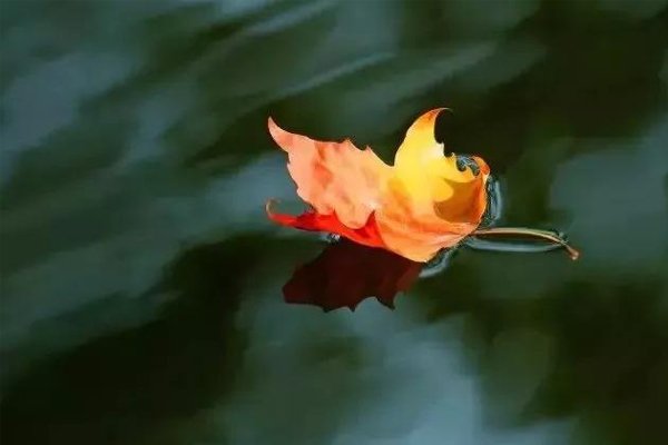 古代梧桐报秋的习俗和哪个成语有关