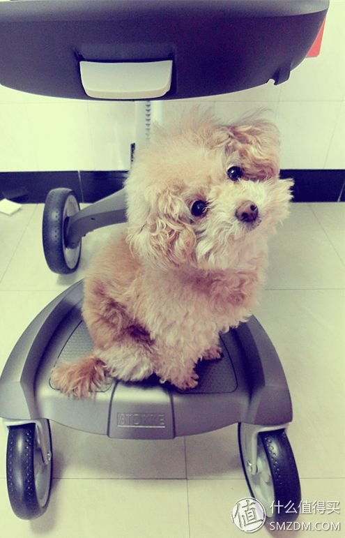 家有贱狗的分集目录