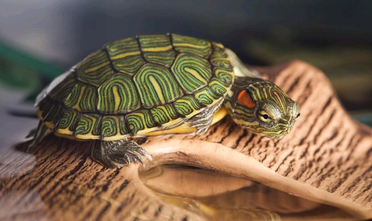 动物有什么象征意义吗？